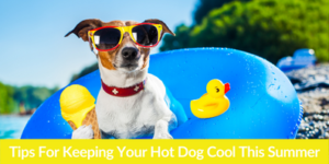 Tips For Keeping Your Hot Dog Cool This Summer