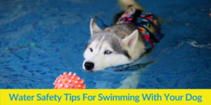 Water Safety Tips For Swimming With Your Dog