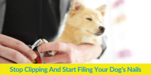 Stop Clipping And Start Filing Your Dog’s Nails