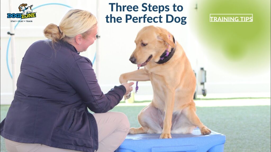 Three Steps to a Perfect Dog