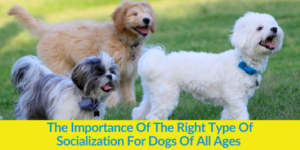 The Importance Of The Right Type Of Socialization For Dogs Of All Ages 