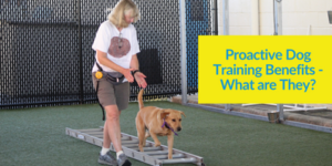 Proactive Dog Training Benefits - What are They?