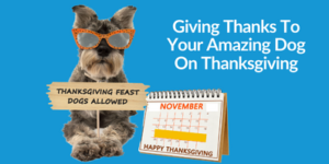 Giving Thanks for Your Dog on Thanksgiving