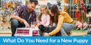 What Do You Need for a New Puppy Checklist