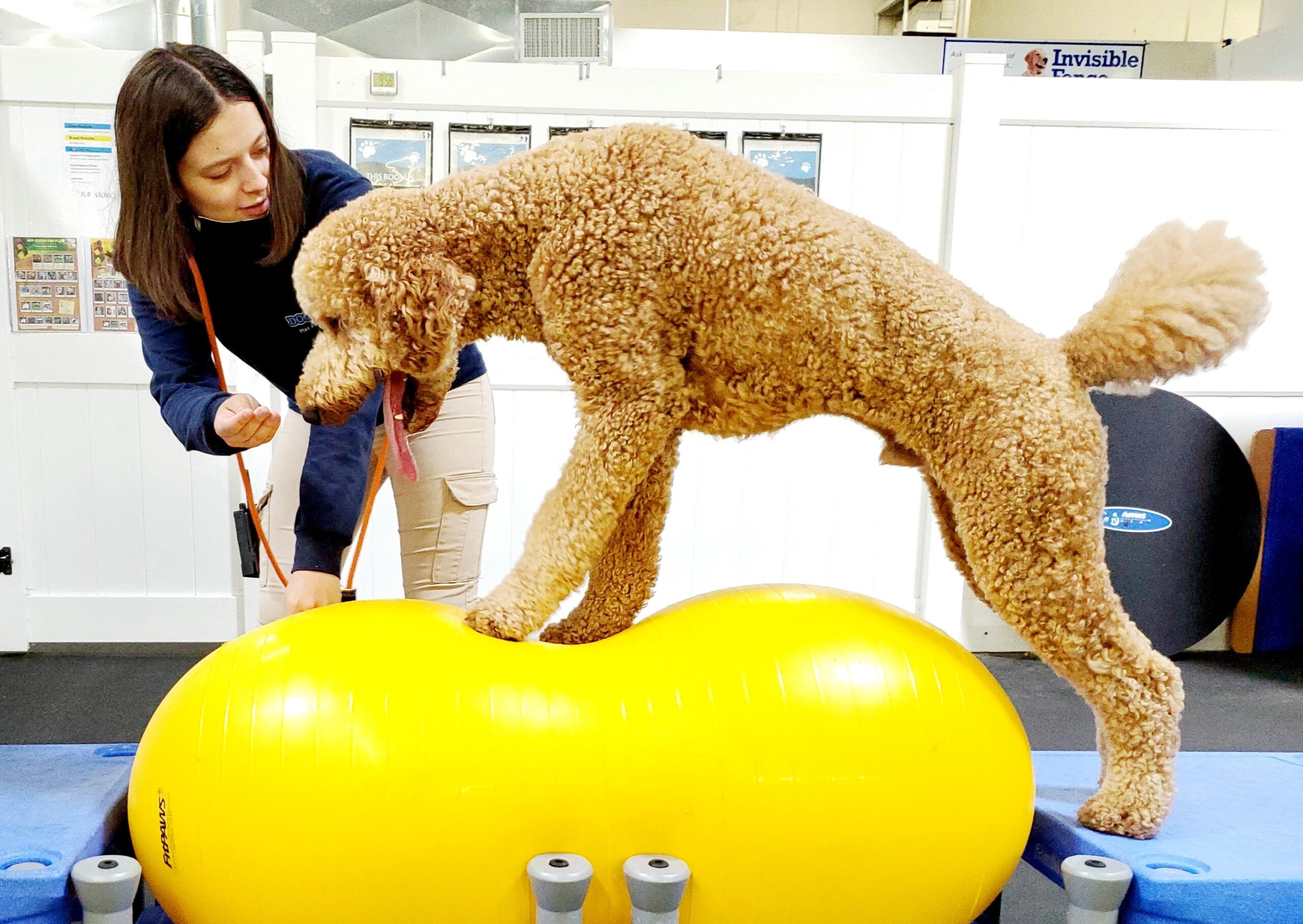 Large golden doodle in fitness class standing on a yellow yoga ball with DogiZone employee.