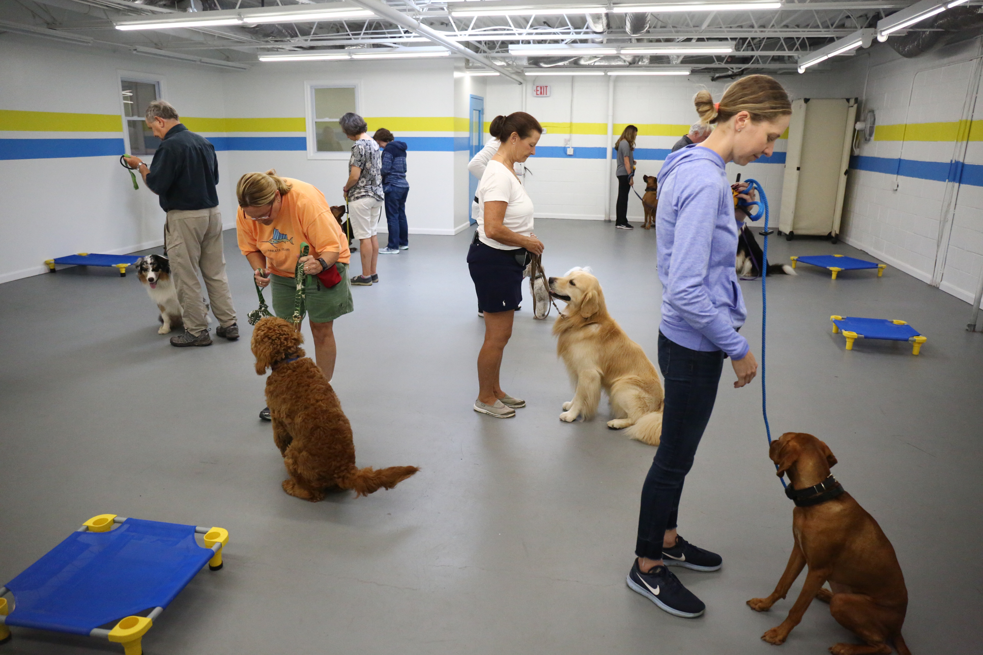 Group training session with 5 dogs and 5 humans at DogiZone