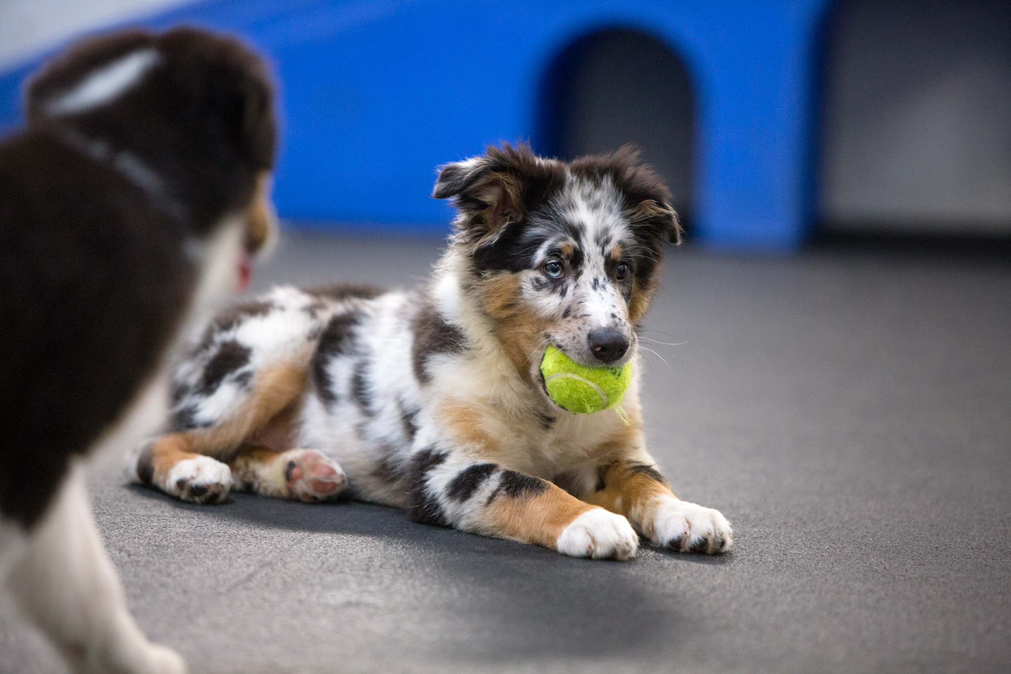 Black and white and brown dog sitting in training session at DogiZone with tennis ball in mouth