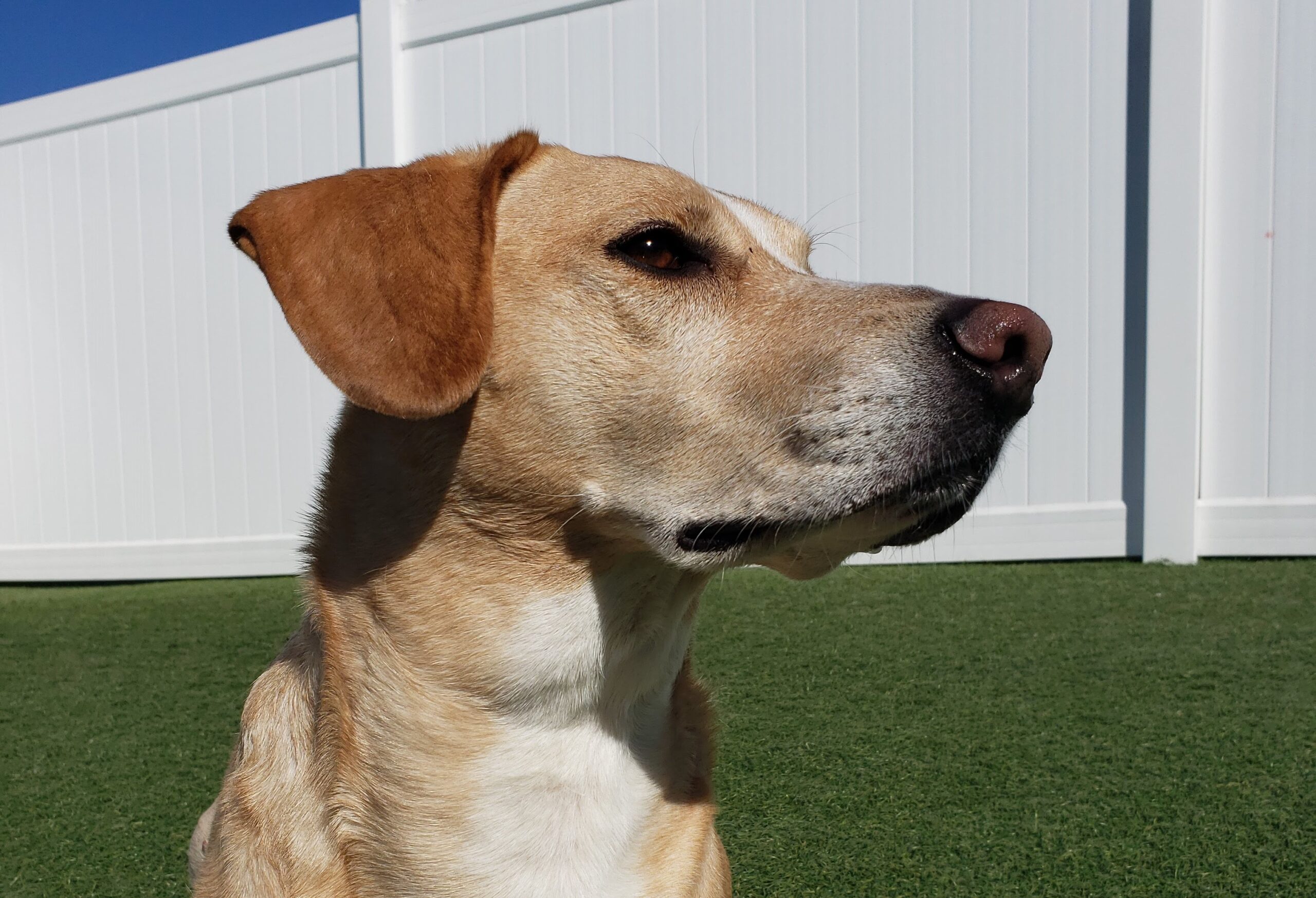 Close up of dog sitting in grass in front of white fence