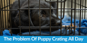 The Problem Of Puppy Crating Throughout The Day
