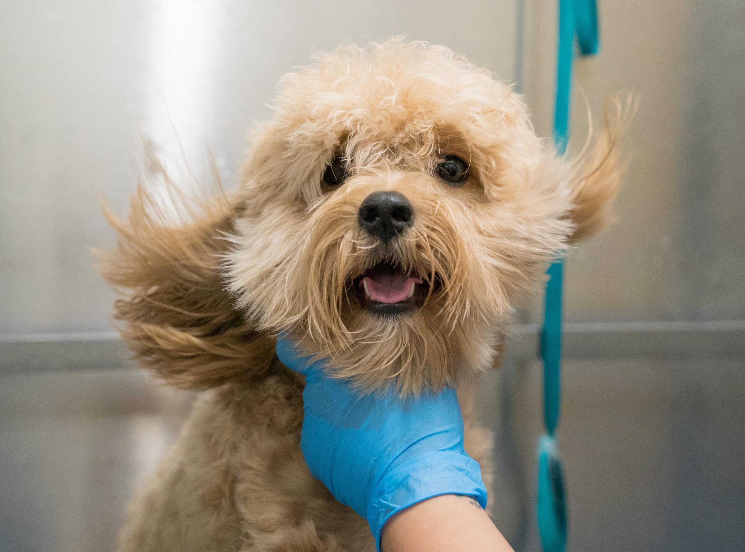 Small brown dog in grooming session at DogiZone