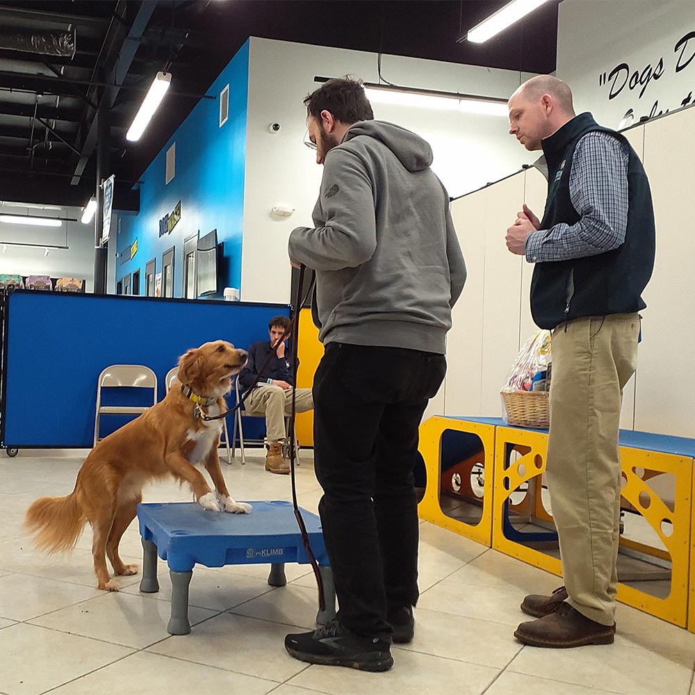 Group Dog Training Classes in Rockville MD DogiZone