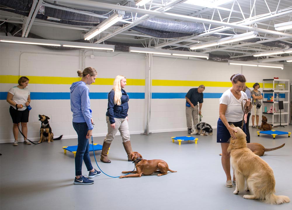 Group Dog Training Classes in Rockville MD DogiZone