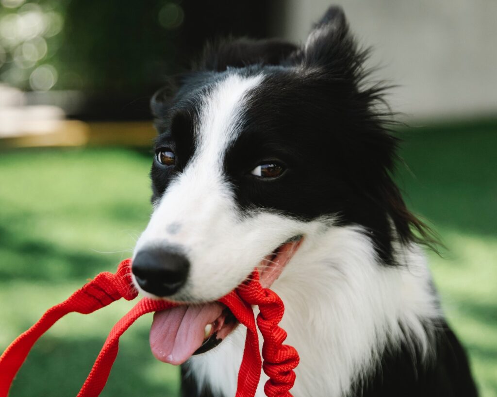 the dog is holding a leash