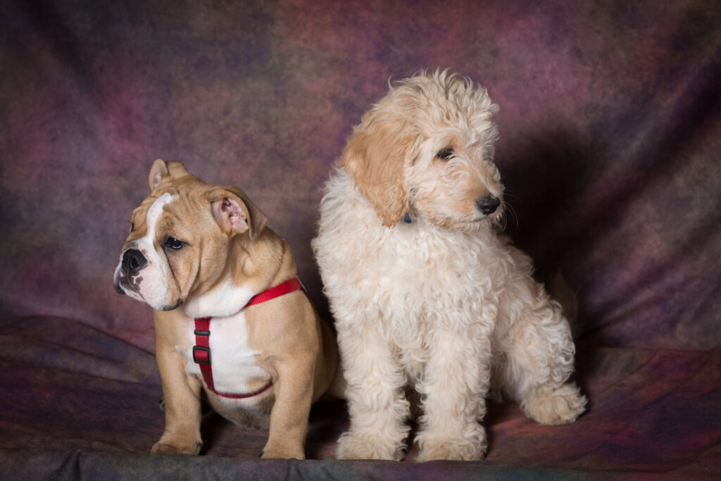 two puppies sitting on the floor