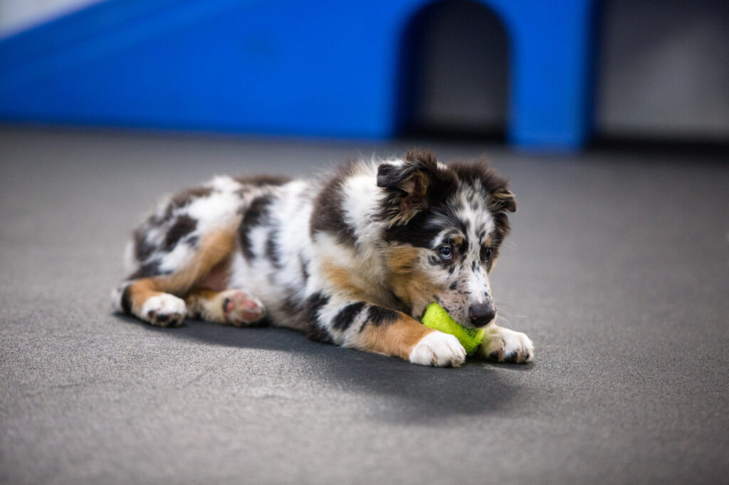 a puppy with a ball is lying on the floor