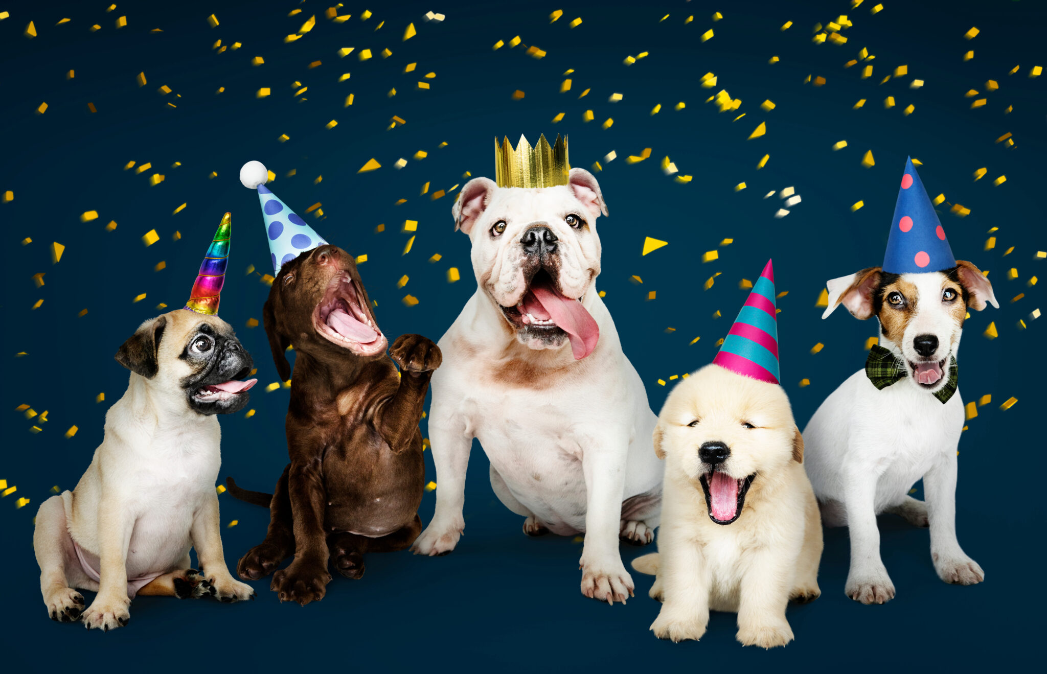 Group of puppies celebrating a new year