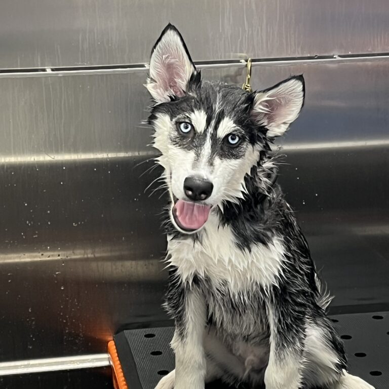 Dog in dogiwash bath