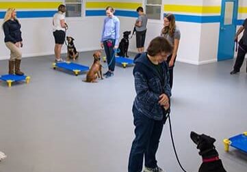 Professional Dog training